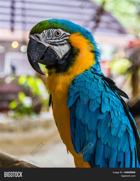 Parrot Macaw Colorful Image & Photo (Free Trial) | Bigstock