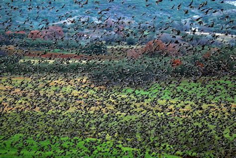 Thousands of Starlings Flock Photograph by Yannis Behrakis | Pixels