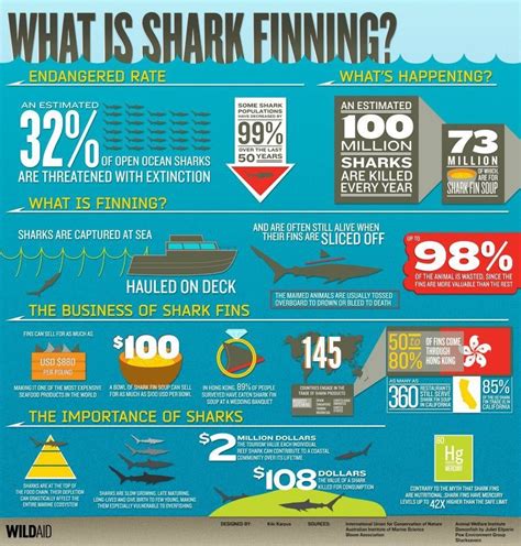 Shark Finning Infographic