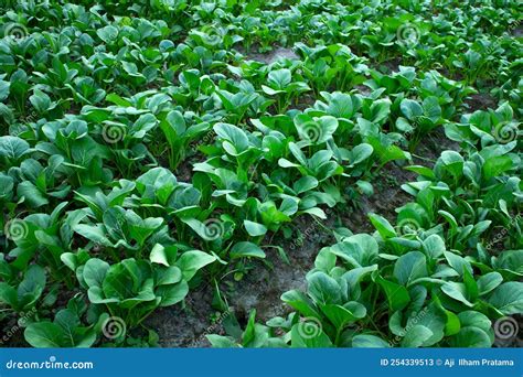 Mustard greens stock image. Image of growth, garden - 254339513