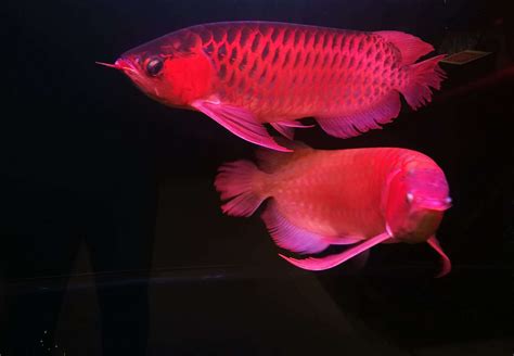 Red Arowana Care Guide: Information On This Endangered Species