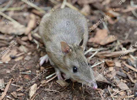 Eastern Barred Bandicoot Editorial Stock Photo - Stock Image | Shutterstock