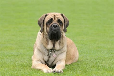 The Top 7 Reasons Mastiffs Are the Perfect Guard Dogs - A-Z Animals