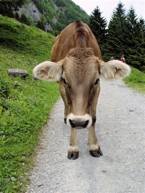 11 best Brown Swiss Cattle images on Pinterest | Farm animals, Baby cows and Cattle