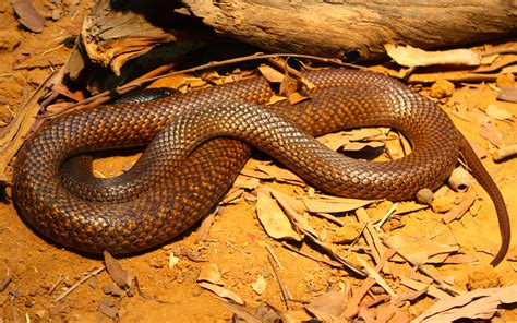 Meet the Most Dangerous Animals in South Australia - Nullarbor Roadhouse