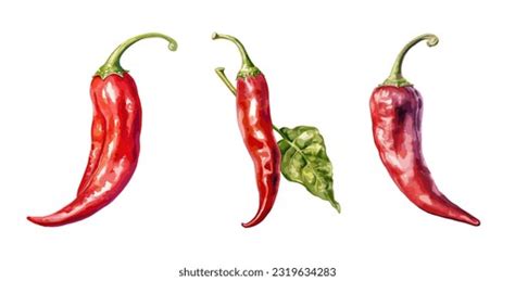 5,180 Red Chili Pepper Watercolor Images, Stock Photos, 3D objects, & Vectors | Shutterstock