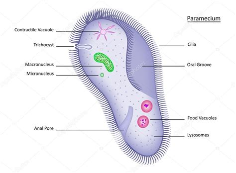 Paramecium with labels Stock Vector Image by ©9and3quarters #8102170