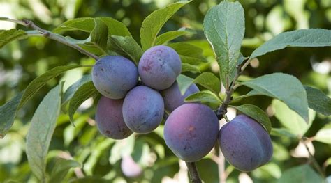 Plum Tree Varieties: 22 Different Types of Plum Trees For Your Garden ...