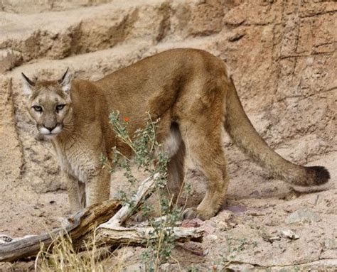 Photo opportunities abound at Arizona-Sonora Desert Museum | Sonora desert, Desert animals ...