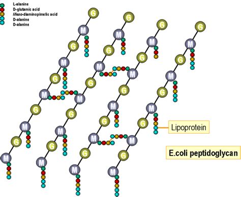 BACTERIAL CELL ENVELOPE, SPORES AND MACROMOLECULAR BIOSYNTHESIS