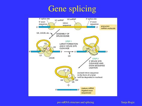 PPT - The role of pre-mRNA secondary structure in gene splicing ...