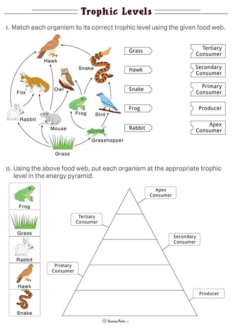 Trophic Levels Worksheets