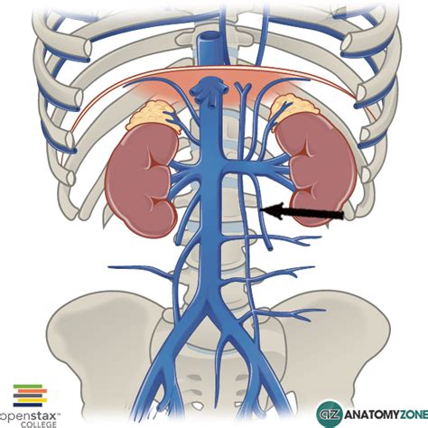 Left Gonadal Vein - AnatomyZone