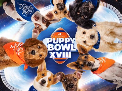 Puppy Bowl 2024 Lineup Date And Location - Carey Correna