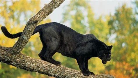 Black Panther: Lifestyle, Habitat and Interesting Facts