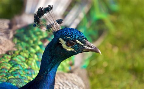 Peacock | The Biggest Animals Kingdom