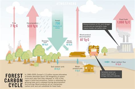 Carbon Sink, Carbon Cycle, Carbon Sequestration, Sustainable Forestry, Energy Flow, Mulching ...