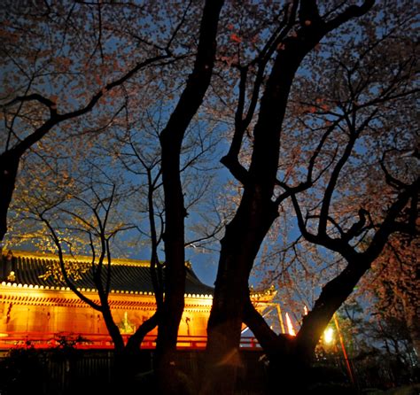 Night Cherry Blossom in Ueno Park 05 | Ueno, Tokyo, Japan 30… | Flickr