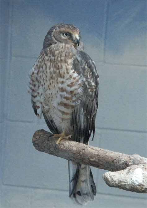 Northern Harrier Hawk: WhoZoo