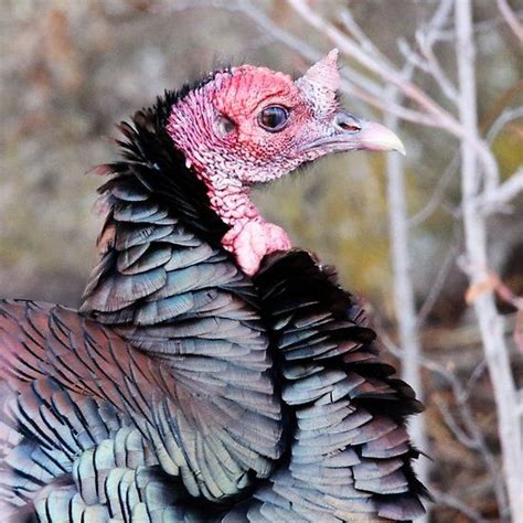 Female Wild Turkey | Wild turkey, Wild, Female