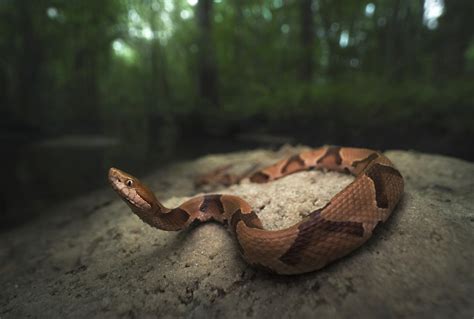 What To Do For Copperhead Snake Bite - Snake Poin