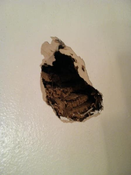 Bees Nest In Wall? - Drywall & Plaster - DIY Chatroom Home Improvement ...