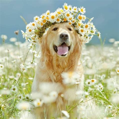 Twitter | Perros con flores, Mascotas y Animales bonitos