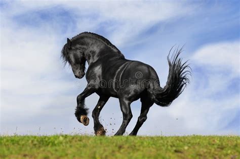 Black horse runs stock photo. Image of stallion, blue - 14200120