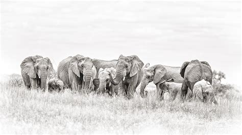 Elephant herd – Awesome wonder