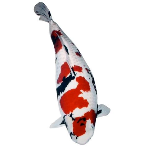 koi fish care : Biological Science Picture Directory – Pulpbits.net