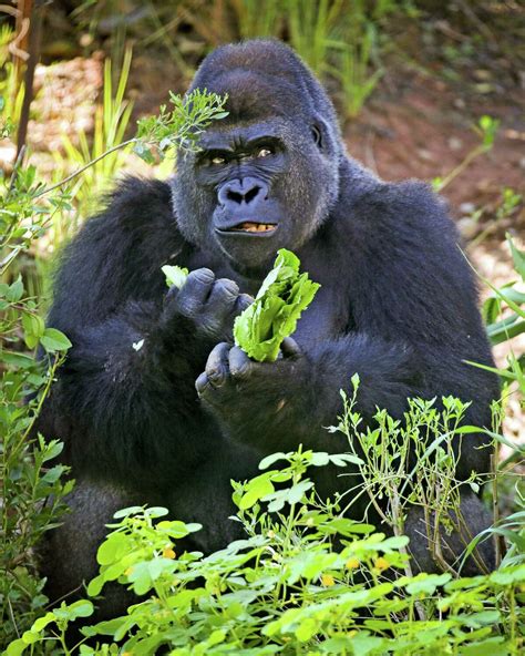 Houston Zoo debuts new gorilla exhibit for media and zoo members