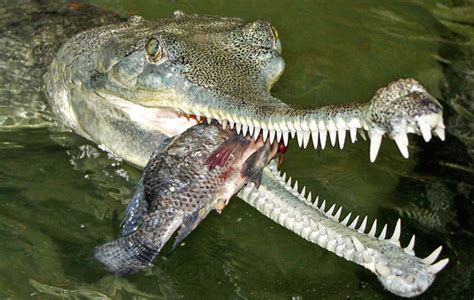 Gharial- The fish eating crocodile