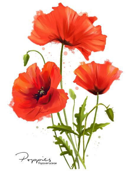 My flowers Poppies watercolor painting by https://www.deviantart.com/kajenna on @DeviantArt ...