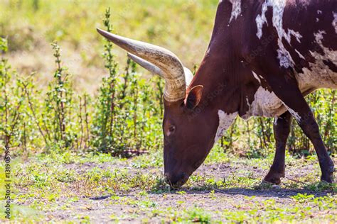 The Texas Longhorn is a breed of cattle known for its characteristic ...