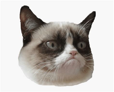 Grumpy Cat Is Grumpy 😂 - Grumpy Cat And Stan Lee, HD Png Download , Transparent Png Image - PNGitem