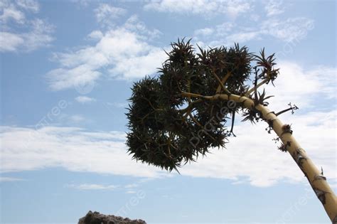 Flowering Agave Americana Mediterranean Flower Photo Background And ...