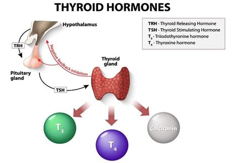 The Thyroid Negative Feedback Loop | Lippincott NursingCenter