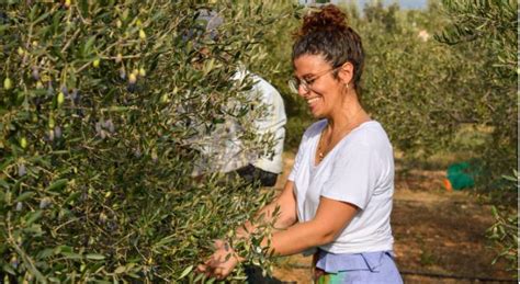 From branch to bottle: Here’s your chance to witness the production of MALTESE olive oil