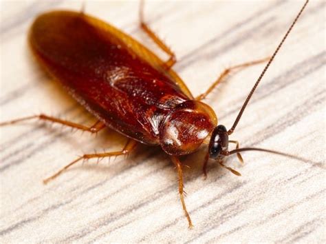 Scientific Name of Cockroach: Species, Family, Class, More