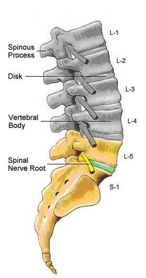 Lumbar L4 And L5 Vertebrae Exercises – Online degrees