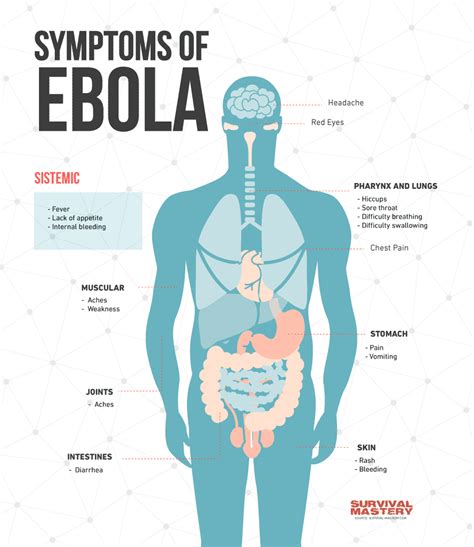 The Ebola Virus: Virus Origin, Transmission, Symptoms and Recovery