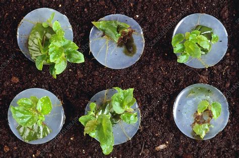 Propagation of Begonias - Stock Image - B861/0119 - Science Photo Library