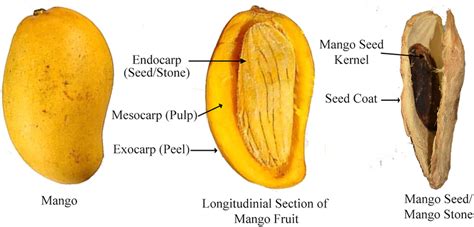 Structure of mango fruit and seed kernel | Download Scientific Diagram