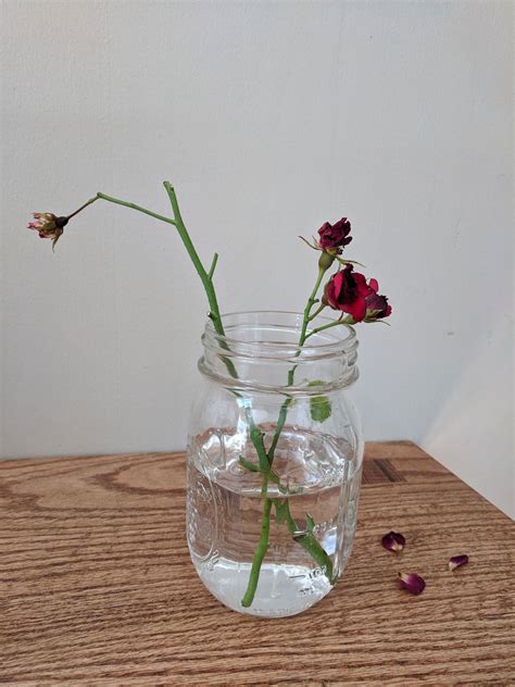 Growing Rose Cuttings In Water – Tips For Propagating Roses In Water