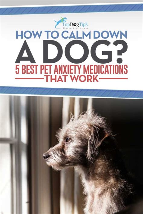 12 Best Dog Anxiety Aids for Calming Dogs in 2020 (Over the Counter)