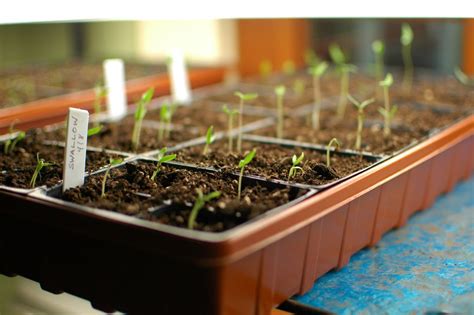 Tips for Growing Tomato Plants From Seed