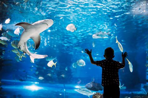 Shark City Sinsheim (Machbarkeitsstudie) | PROFUND Consult GmbH