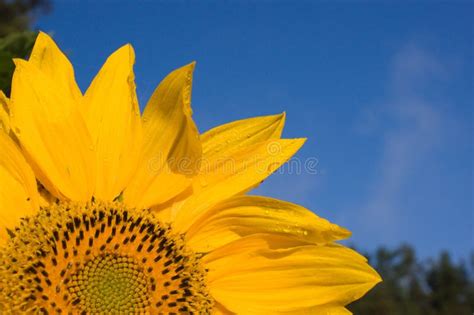 Sunflower with water drops stock photo. Image of summer - 10817350