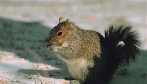 The Habitat of the Grey Squirrel | Animals - mom.me