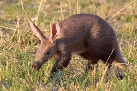 Aardvark - Natural History on the Net